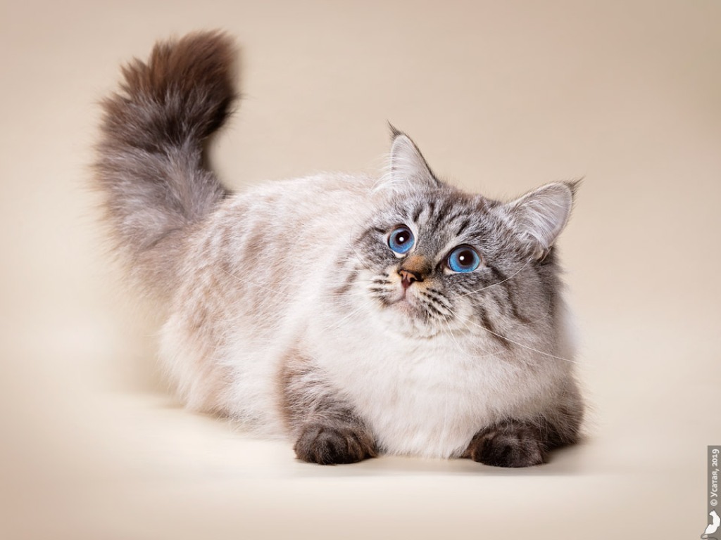 Невская маскарадная кошка: фото, описание породы и характера, размер, вес и окрас, плюсы и минусы питерской кошки