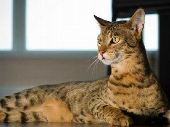 Топ-25 самых дорогих кошек в мире – общеизвестные породы, гибриды и одомашненные дикие кошки