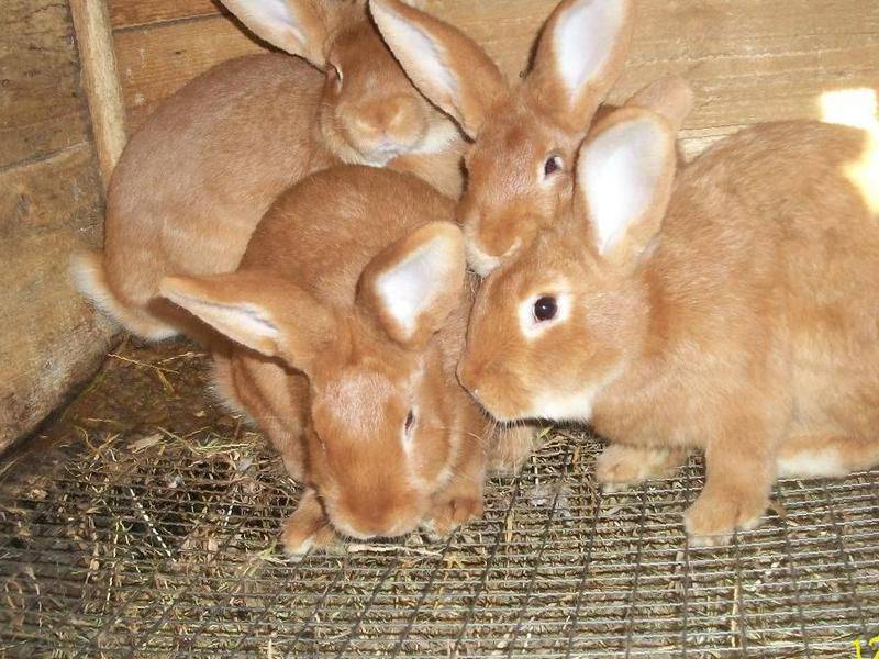 Бургундский кролик: характеристики породы - наши лапки