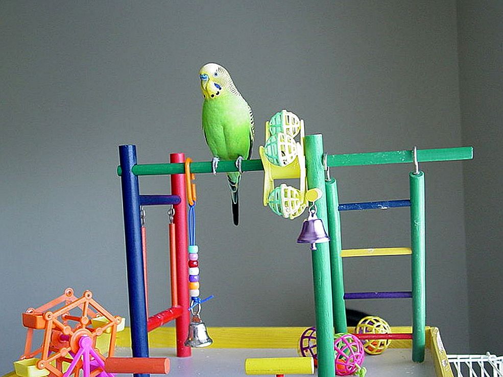 Игрушки для попугаев: из чего и как сделать своими руками