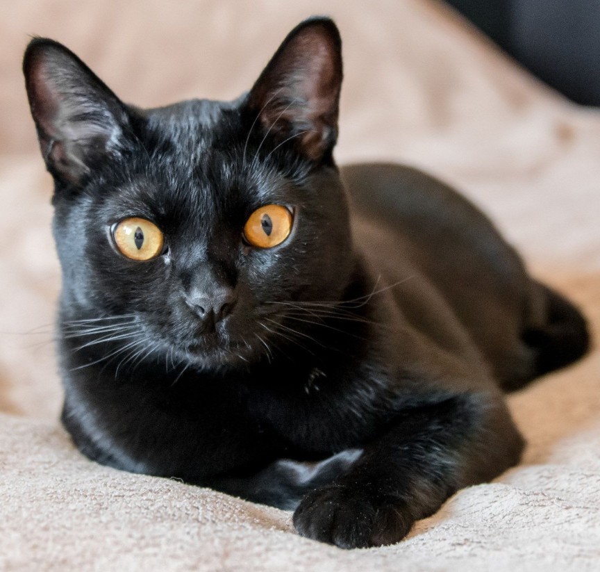Описание породы бомбейской кошки с фото: характеристика породы и особенности содержания