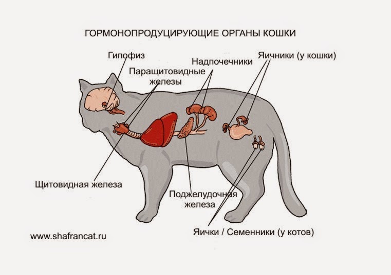 Как расположены органы у кошки фото и название