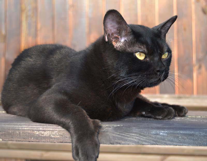 Бомбейская кошка: фото, цена, описание породы, характер, видео, питомники