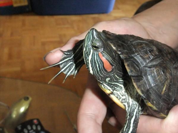 Домашним черепахам стригут ногти