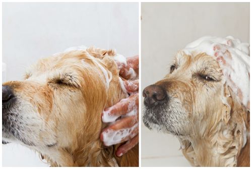 Как избавиться от запаха собаки — рекомендации опытных кинологов, как убрать неприятных запах в доме или квартире