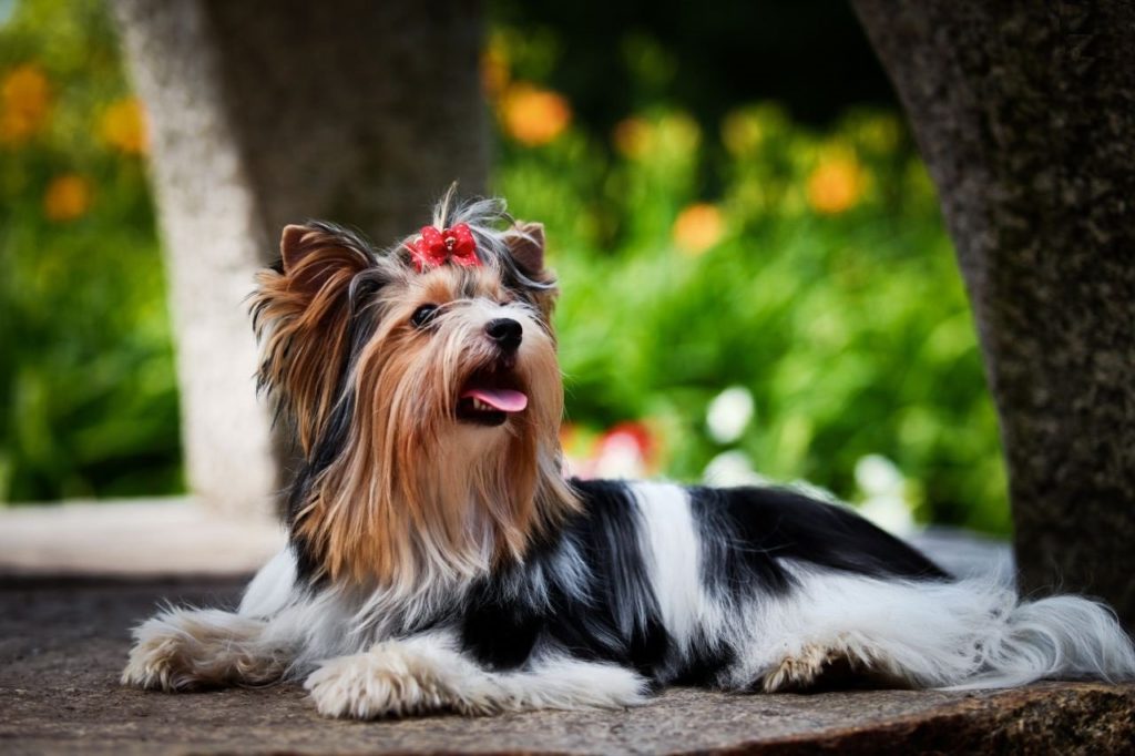 Бивер йорк: описание породы, характер собаки, отличия от йорка, уход