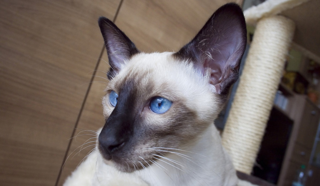Порода кошек с раскосыми глазами