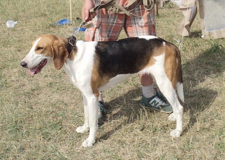 Клички охотничьих пород собак девочек | сайт зовут zovut.com