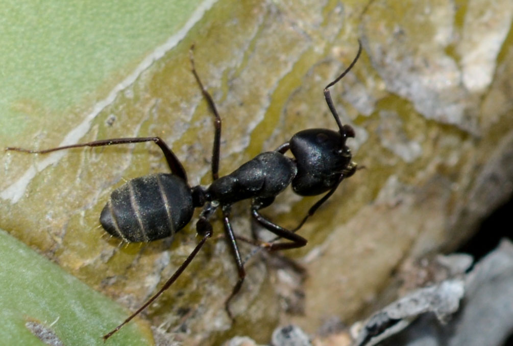 Camponotus parius (реактивный муравей)