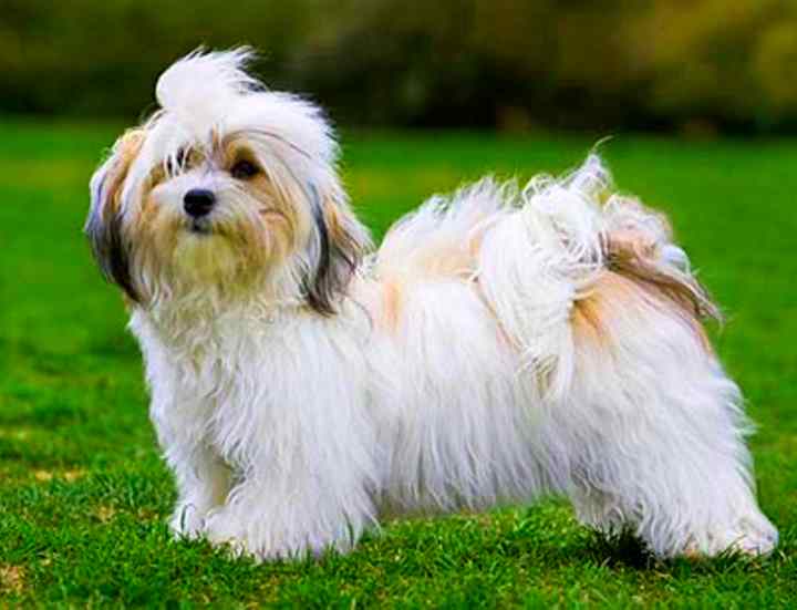 Гаванский бишон — миниатюрная собака с длинной шерстью. гаванские бишоны: миниатюрные комнатные собачки родом из жаркой солнечной кубы