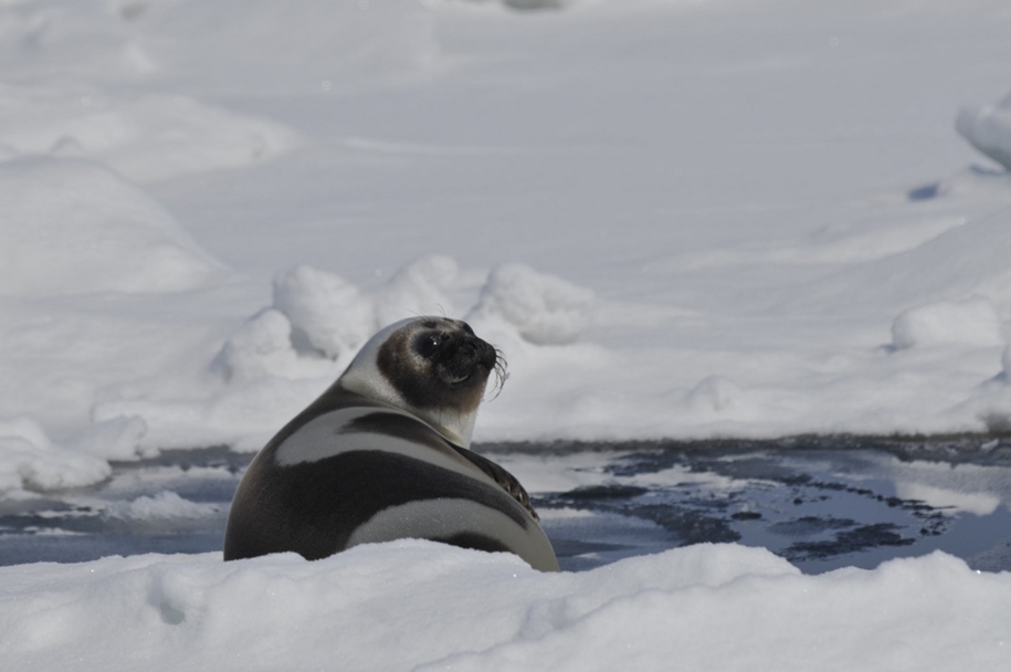 Каспийский тюлень: описание, среда обитания, размножение