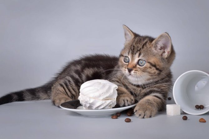 Советы ветеринаров, чем кормить британского котенка, и как правильно ухаживать