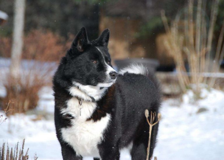 Карельская медвежья собака — это розыскная порода собак, используется для охоты на крупных зверей. фото, особенности породы, характер
