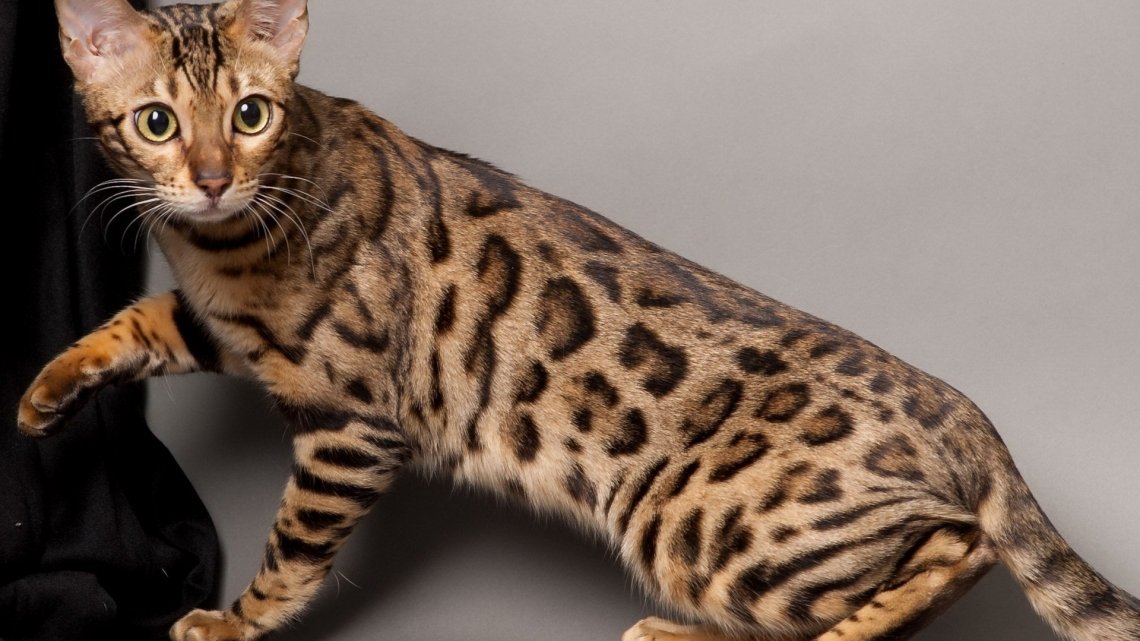 Топ-7 самых дорогих пород кошек в мире