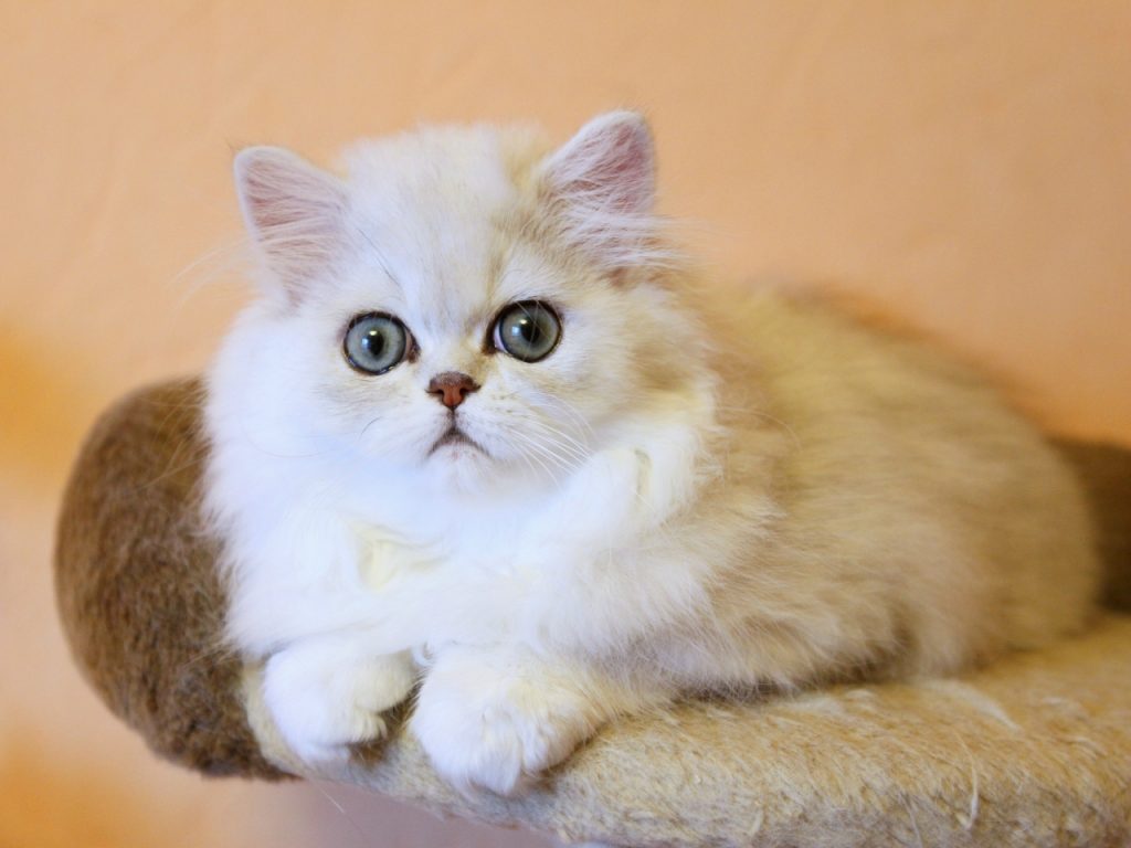 Золотая шиншилла – что представляет собой этот редкий окрас кошек?
