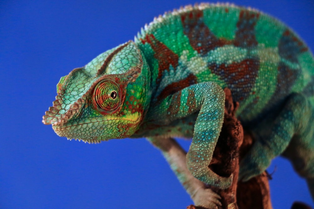 Как хамелеон меняет цвет: причины и механизм смены окраски кожи
