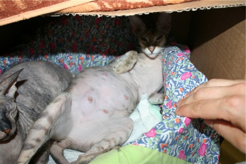 Сколько месяцев кошка носит котят - длительность беременности