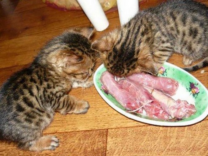 Можно ли кота кормить сырым мясом и какие существуют ограничения?