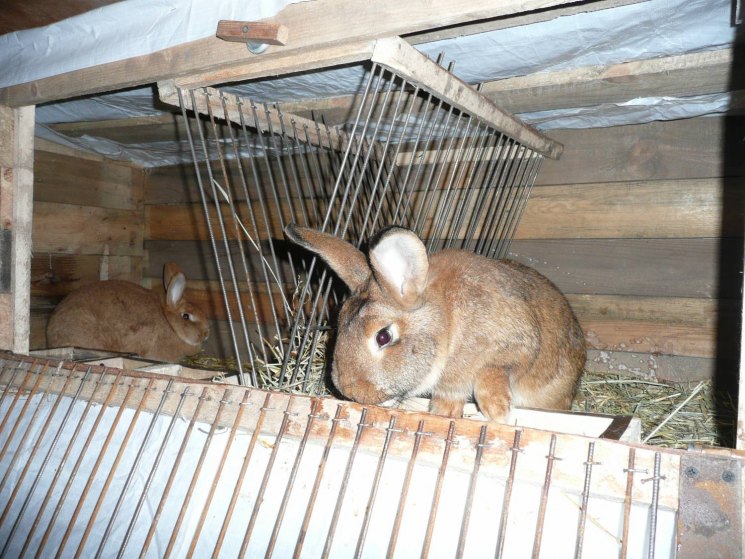 Кролики разведение и содержание в домашних условиях в клетке: инструкция для начинающих
