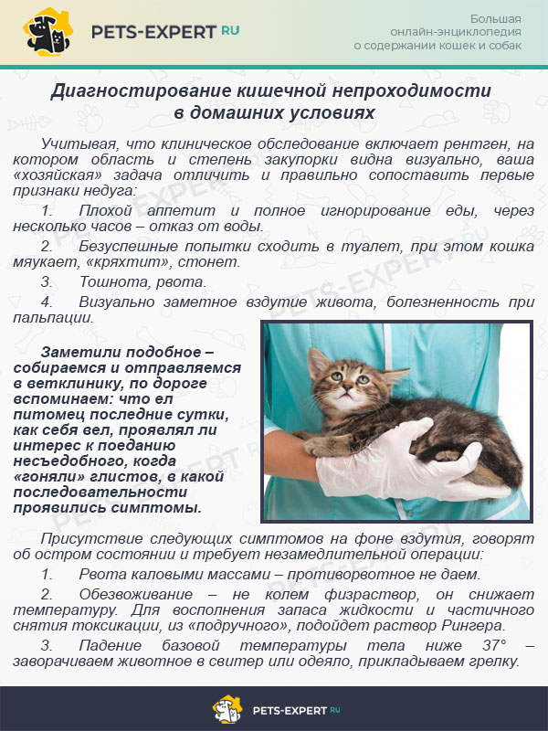 Кожные болезни кошек симптомы и лечение фото