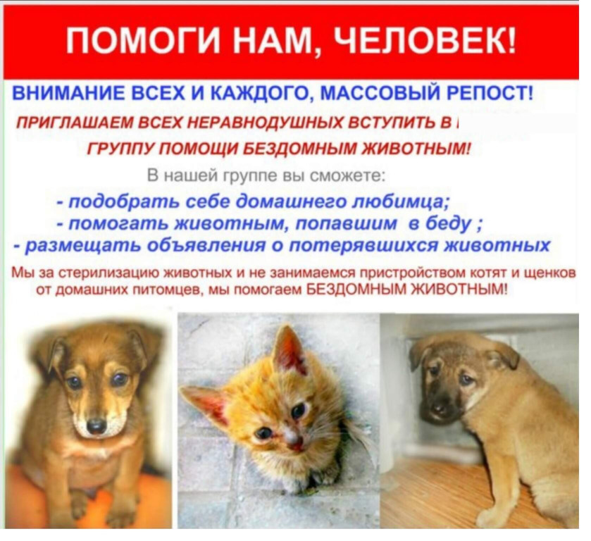Как решают проблему бездомных животных в россии и на западе и что делать, если хочешь помочь — нож