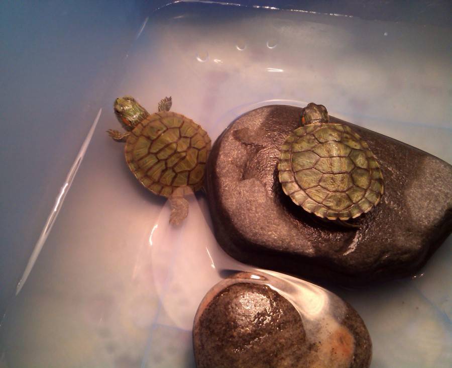 Яйца красноухой черепахи в домашних условиях фото