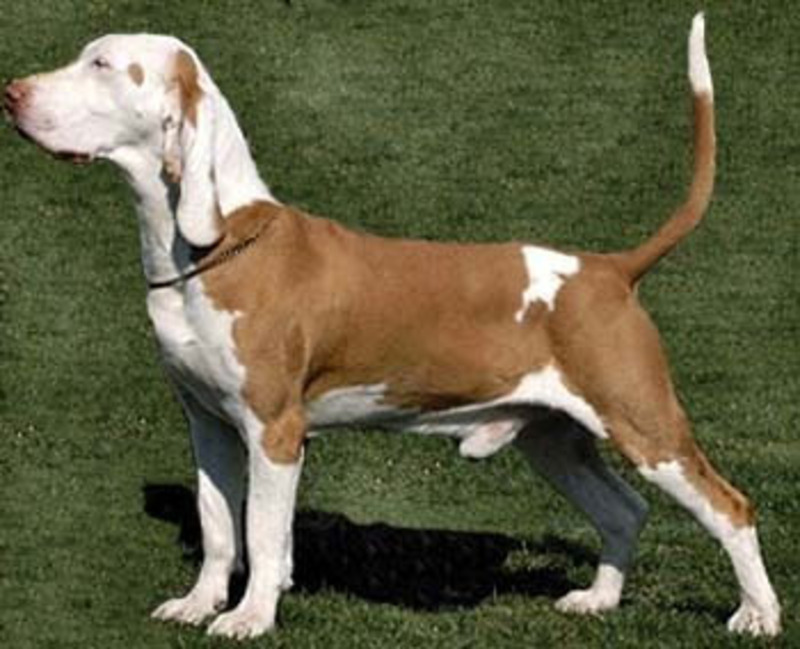 Испанский бульдог или алано эспаньол: описание породы. аланская собака: как выглядит порода, описание ее характера и нюансы содержания