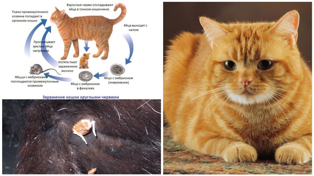 Беспородная кошка: особенности самой большой группы мурлыкающих животных