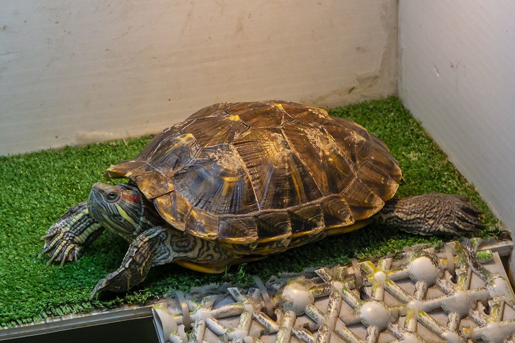 Сколько живут красноухие черепахи и как определить их возраст и пол