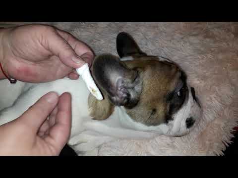 Чистить уши собаке - 145 фото как правильно и безопасно чистить уши собаке