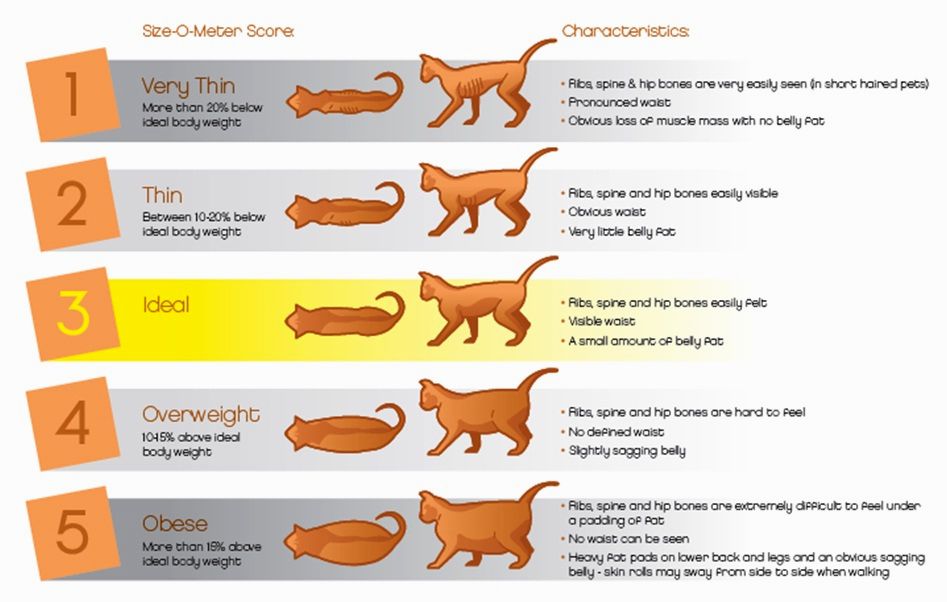 Ожирение у кошек - причины и лечение, диета при ожирении в москве. ветеринарная клиника "зоостатус"