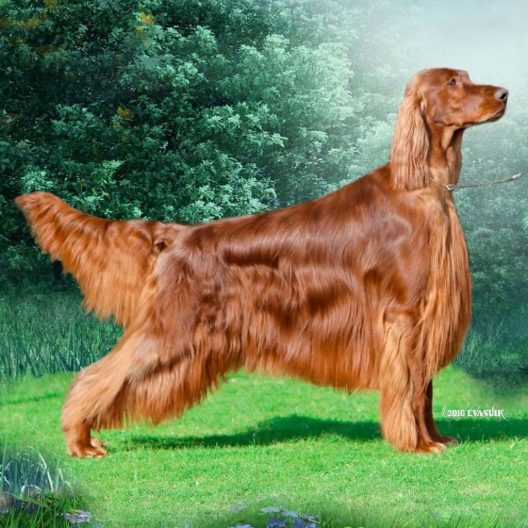 Английский сеттер: описание породы, характер собаки и щенка, фото, цена