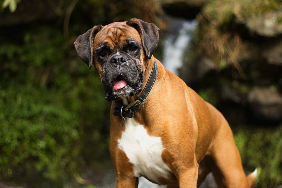 Немецкий боксер — фото, описание породы, особенности этих собаки, отзывы