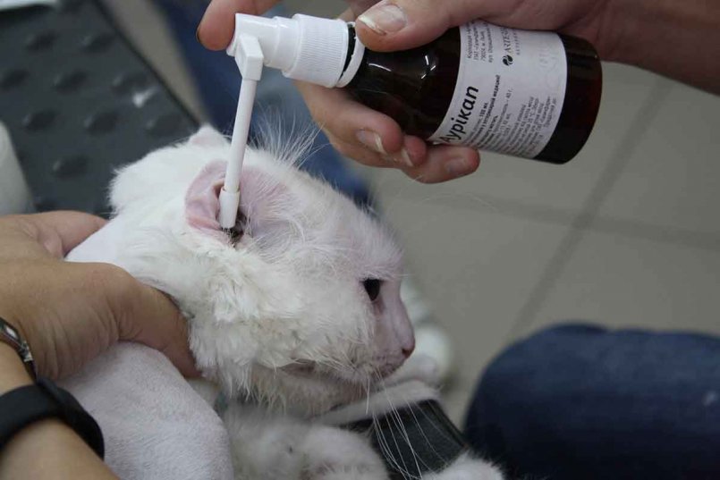 Отит у кошек - симптомы и лечение