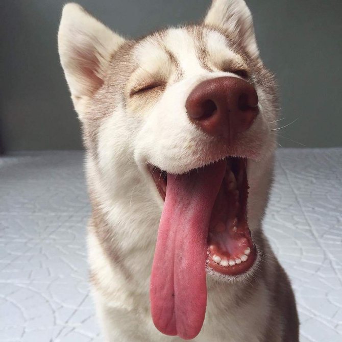 Почему собака часто высовывает язык как змея. почему собаки высовывают язык в жару или при беге? причины, по которым собака высовывает язык из пасти