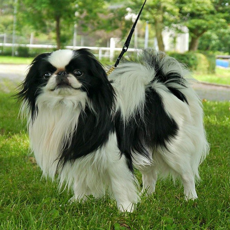 Порода собак японский хин: фото и описание