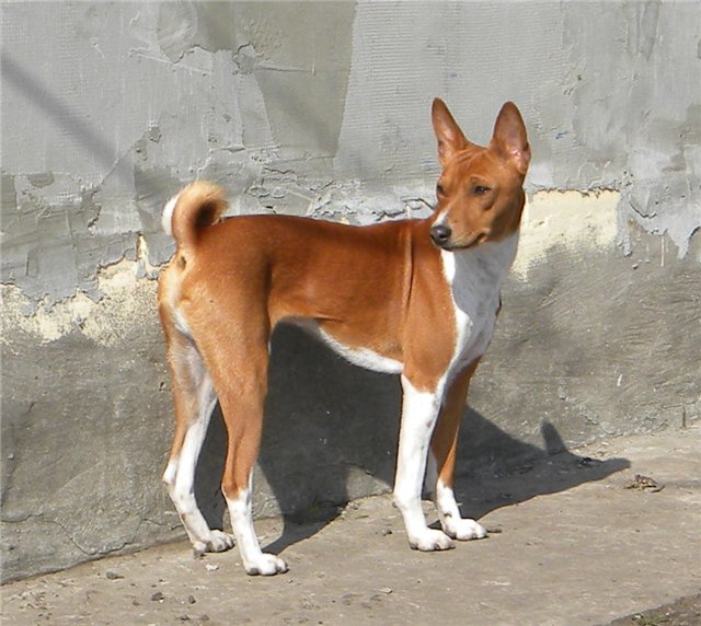 Басенджи (африканская нелающая собака): легендарная порода собак-молчунов с человеческим уровнем интеллекта