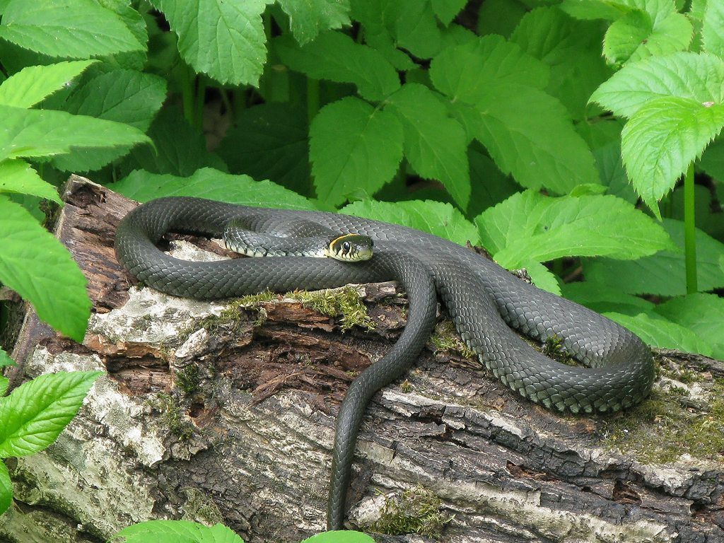 Виды змей, ядовитые и домашние (описание, фото)