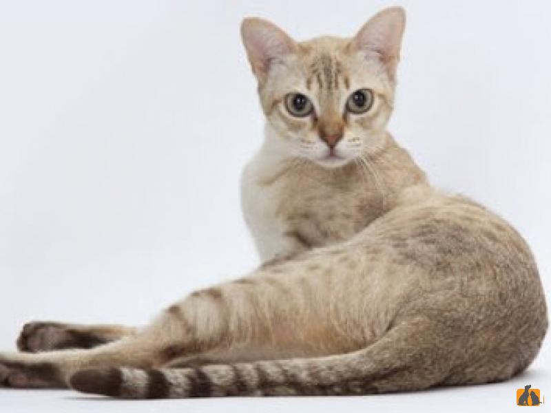 Азиатская табби: фото, описание породы кошек, характер, цена