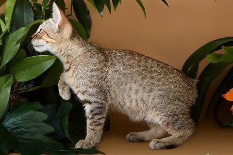 Пиксибоб кошка: описание породы, характер, фото, цена