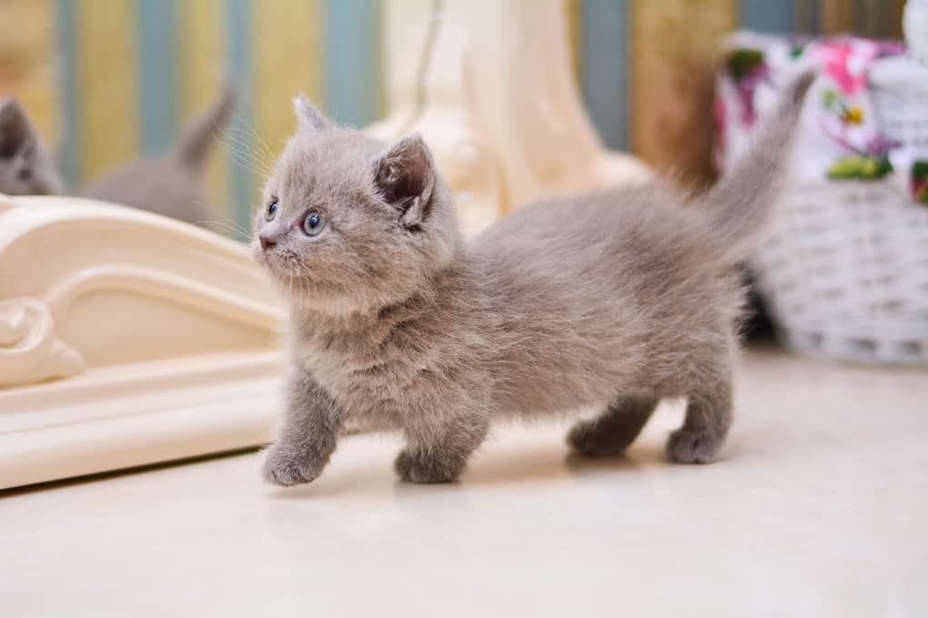 Самая маленькая порода кошек: топ-7 представителей миниатюрных пород