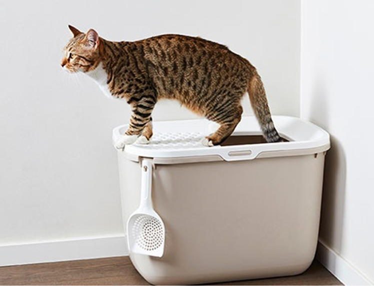 Туалеты для кошек закрытые: выбираем комфорт для животного и чистоту для дома