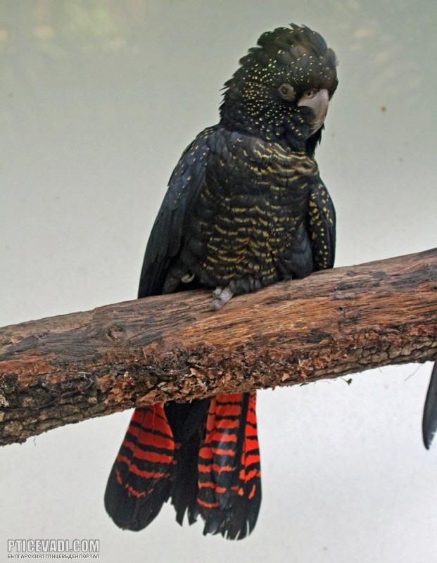 Краснохвостый черный какаду - abcdef.wiki