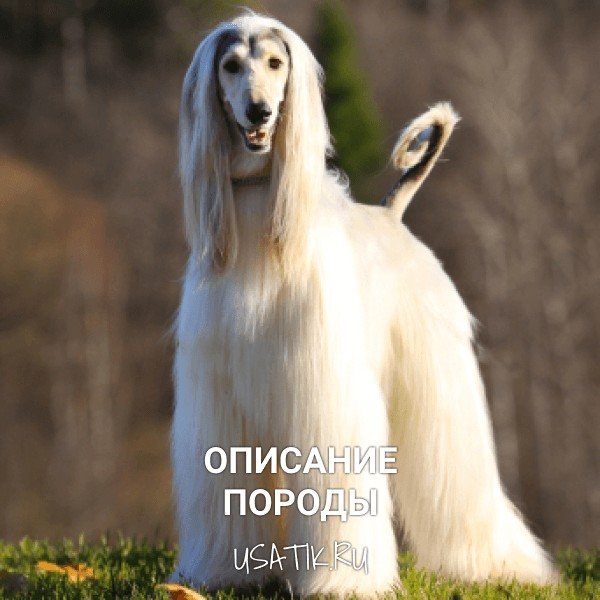Австралийская овчарка (аусси)