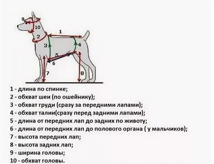 Как измерить собаку - полное руководство