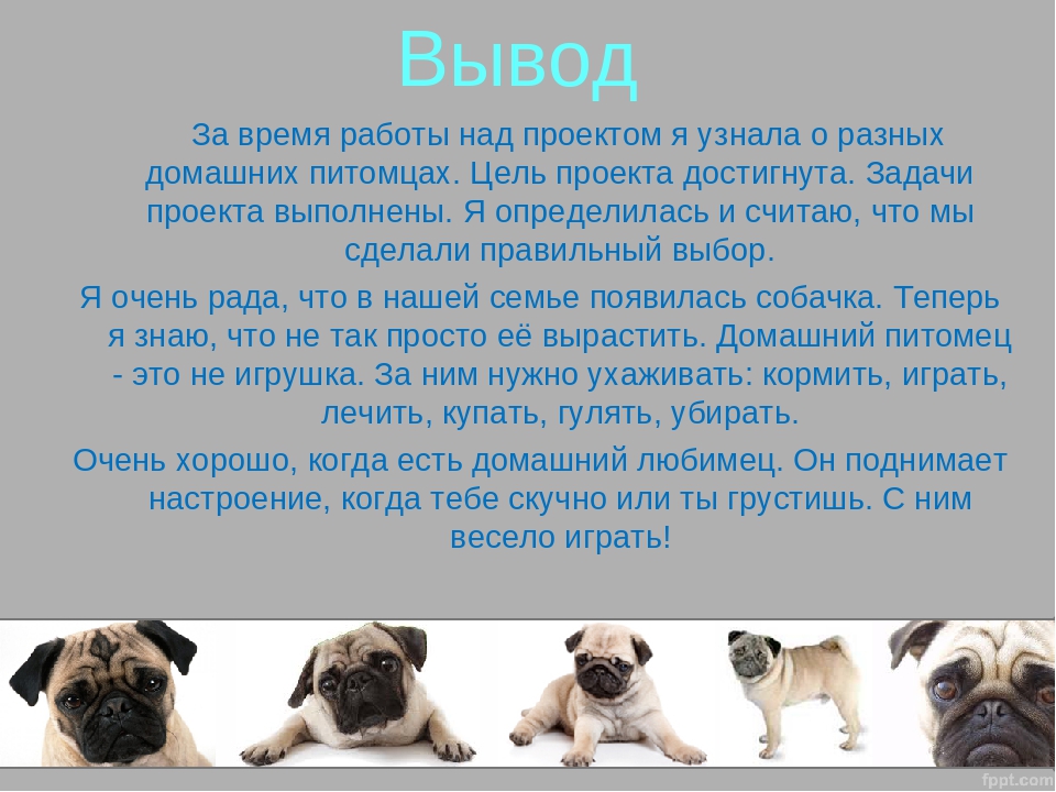 Маленький мини мопс: карликовый американский ло ши - описание породы собаки с фото и ценой