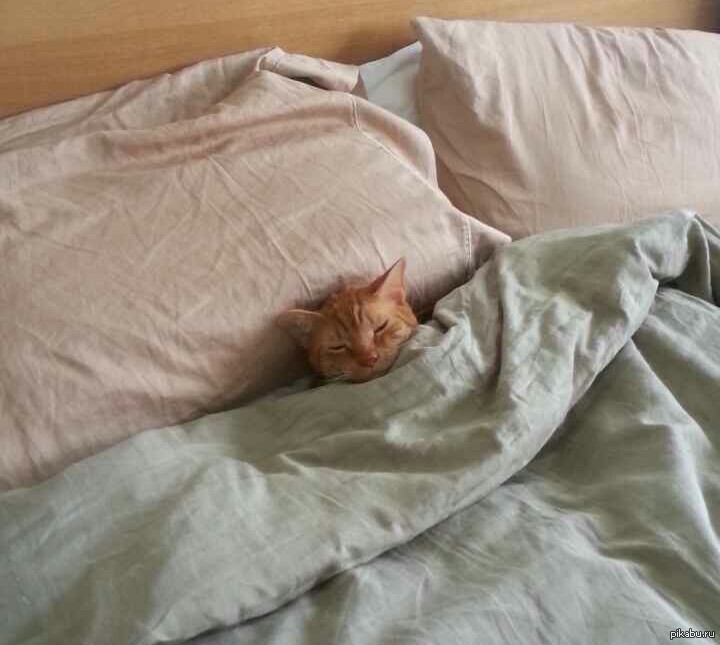 Почему кошка гадит на кровать: причины и как отучить