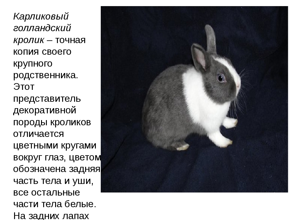 Имена для кроликов