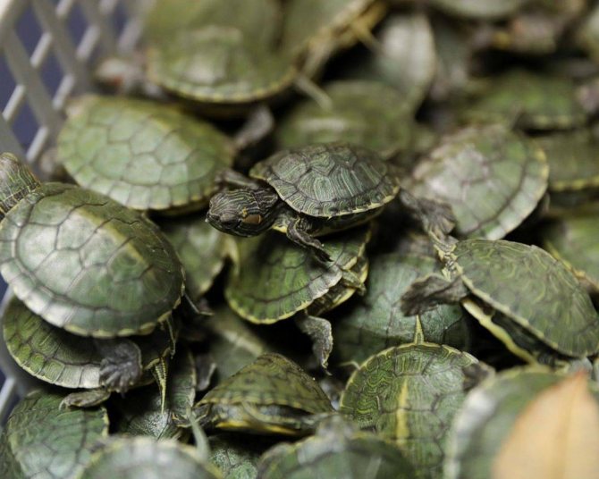 Черепаха красноухая: кормление, уход и размножение
