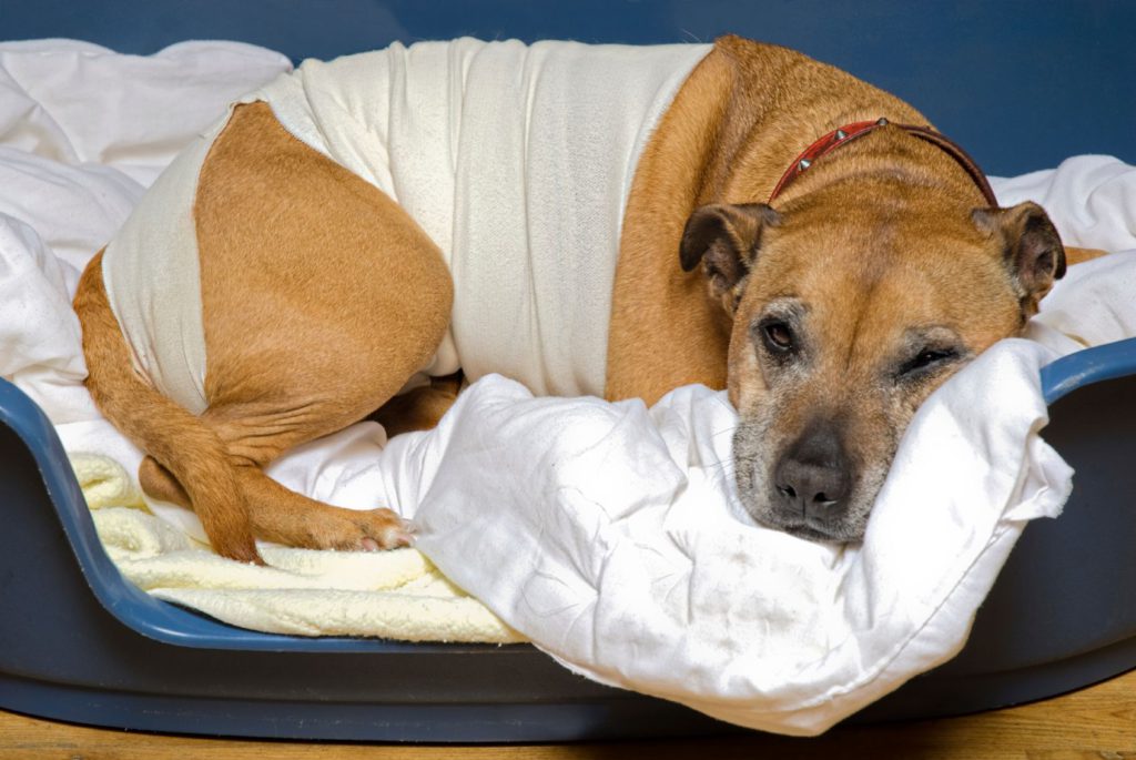 Собака после кастрации: уход и поведение после стерилизации, возможные проблемы